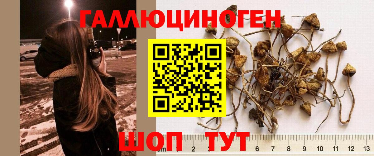 Псилоцибиновые грибы Psilocybine cubensis Малоярославец